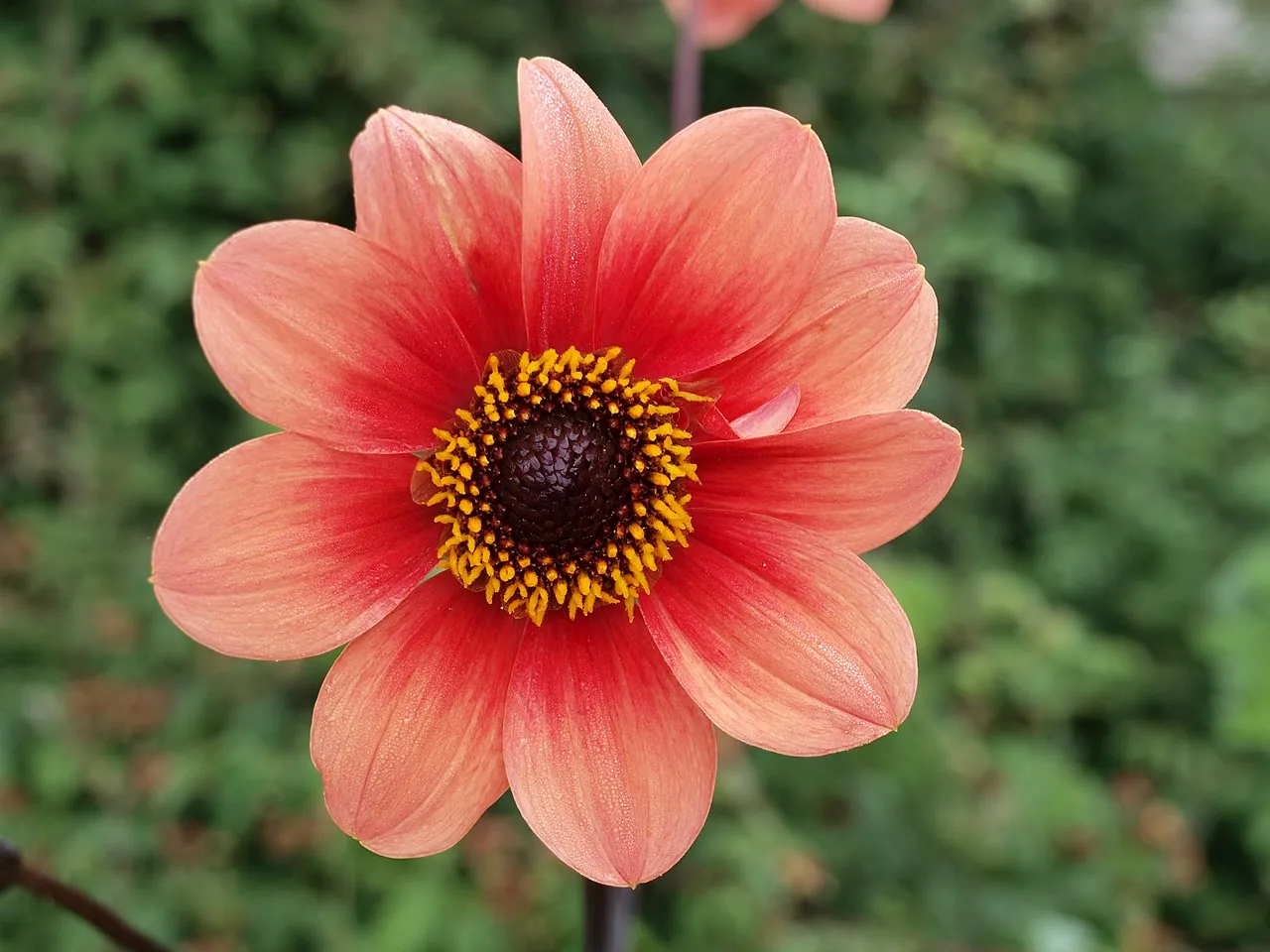 Dahlia Happy Single Kiss Tubers