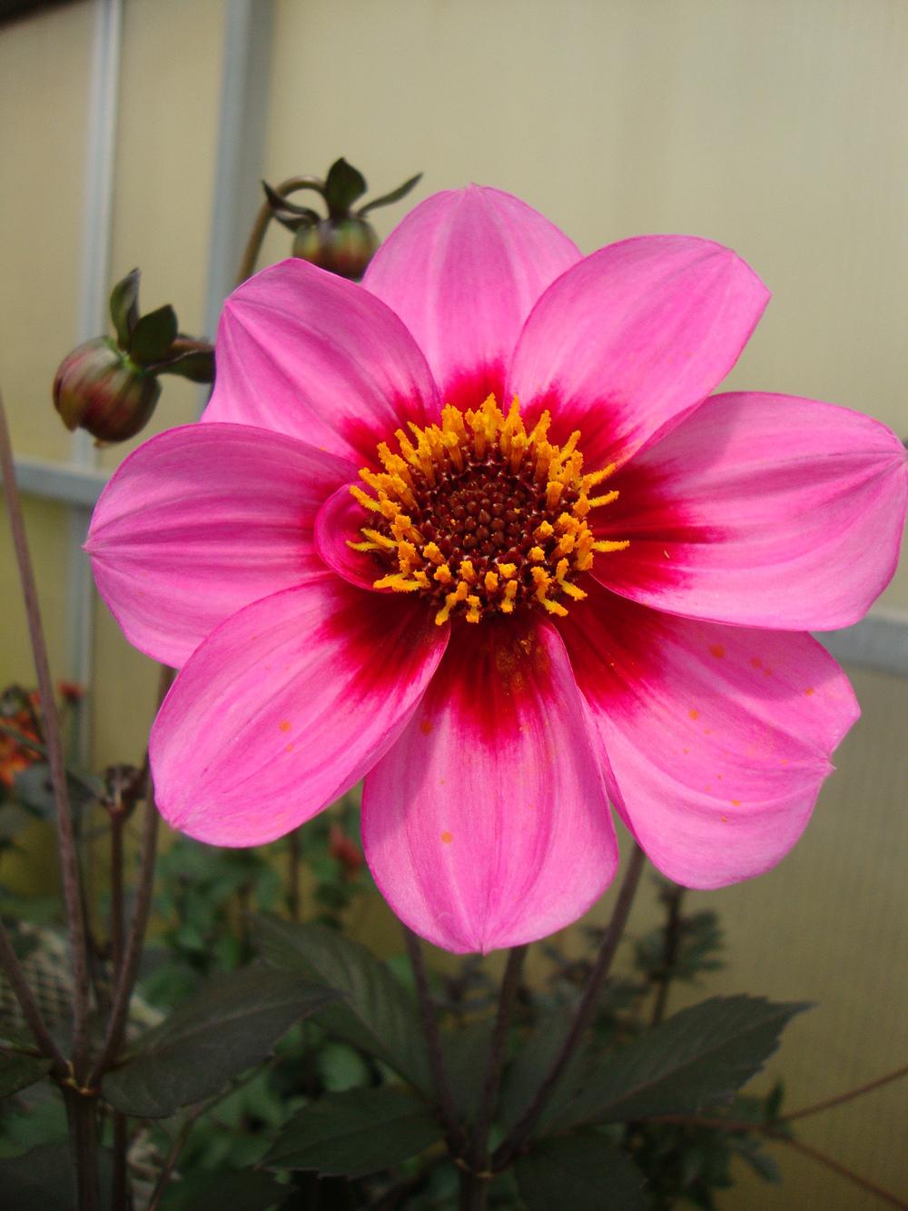 Dahlia Happy Single Wink Tubers