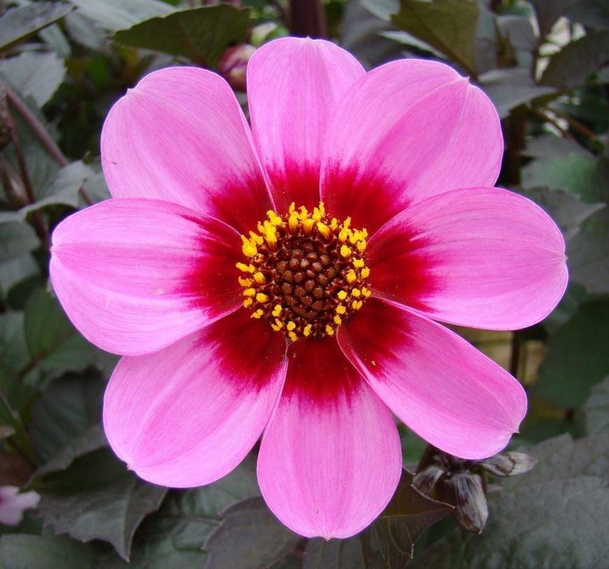 Dahlia Happy Single Wink Tubers