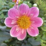 Dahlia Hartenaas Tubers