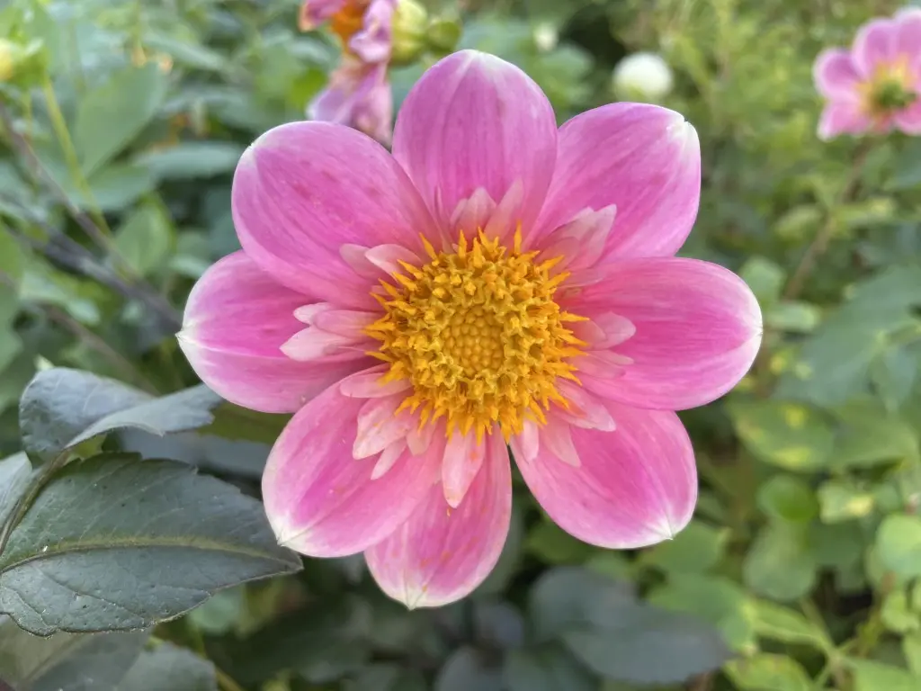 Dahlia Hartenaas Tubers