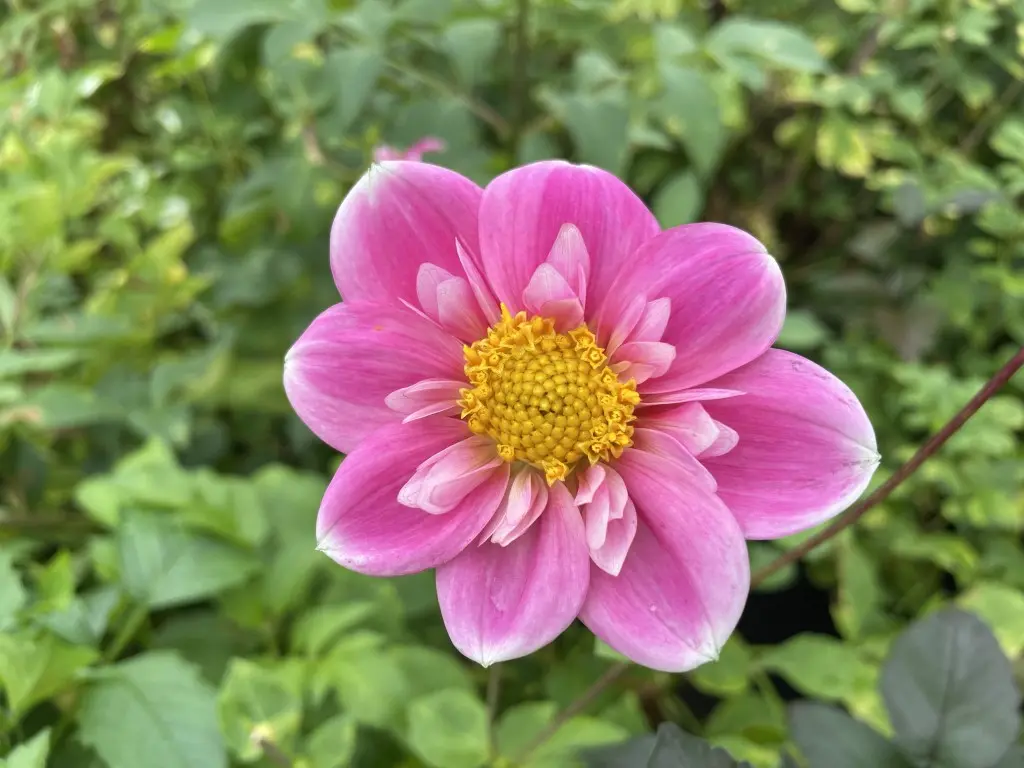 Dahlia Hartenaas Tubers