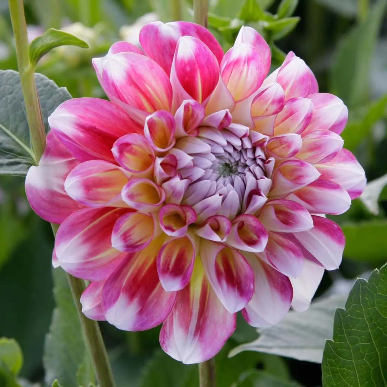 Dahlia Hawaii Tubers