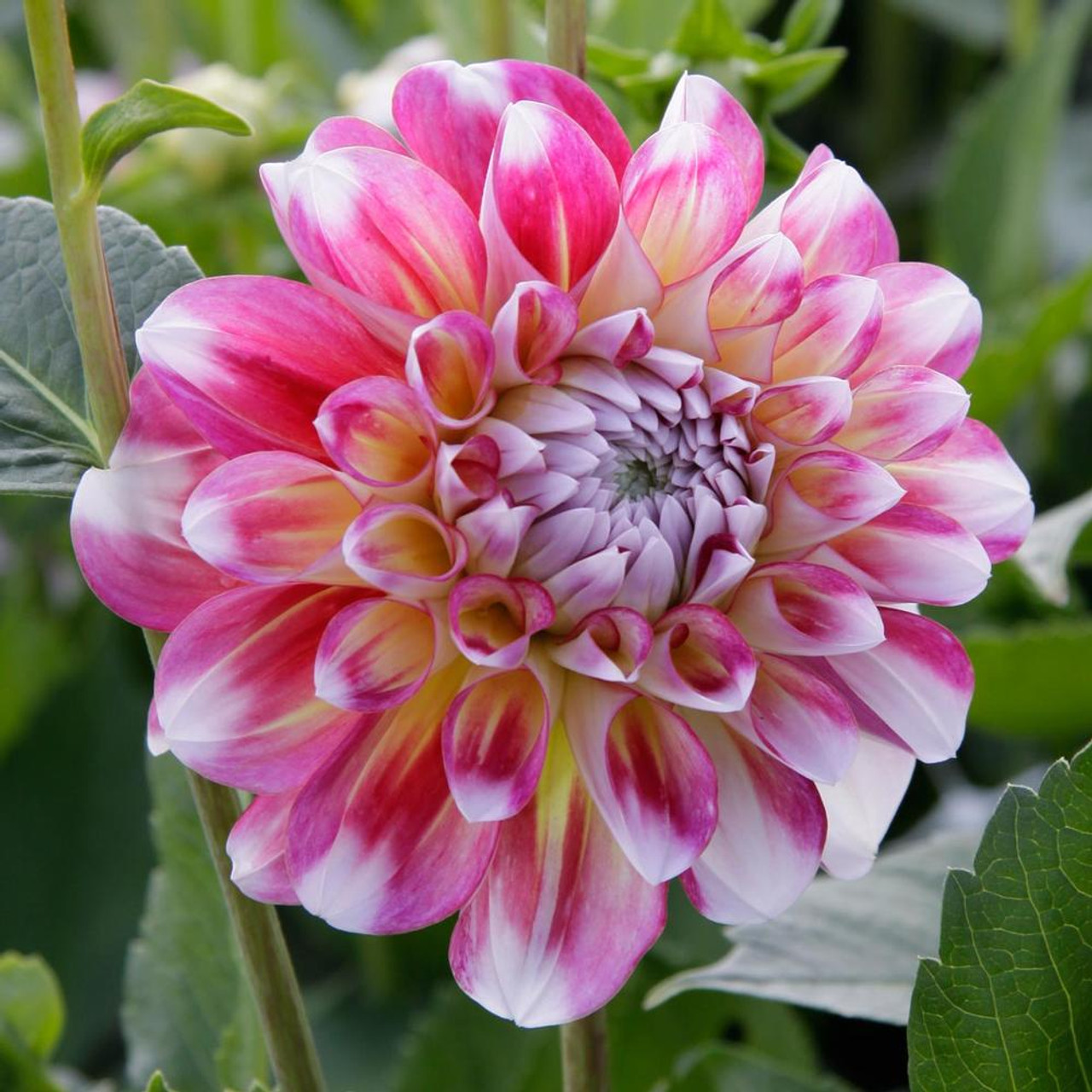 Dahlia Hawaii Tubers