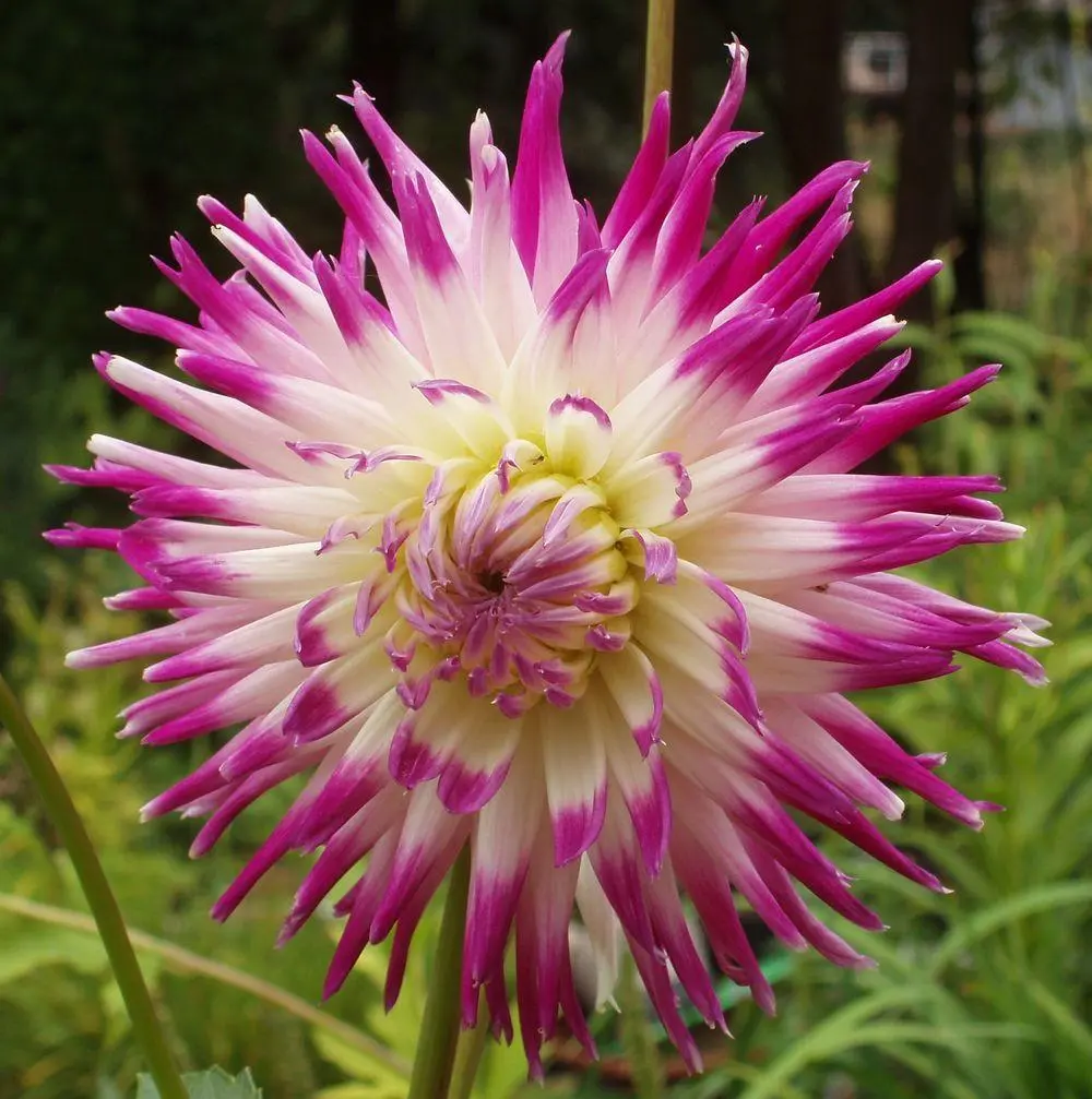Dahlia Hayley Jane Tubers