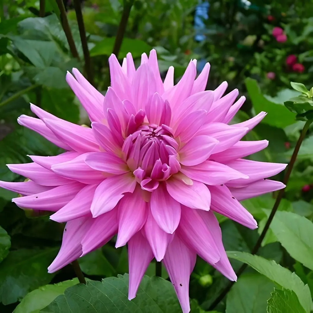 Dahlia Herbert Smith Tubers