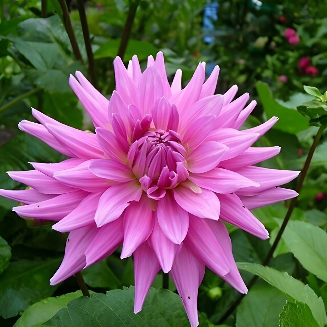 Dahlia Herbert Smith Tubers