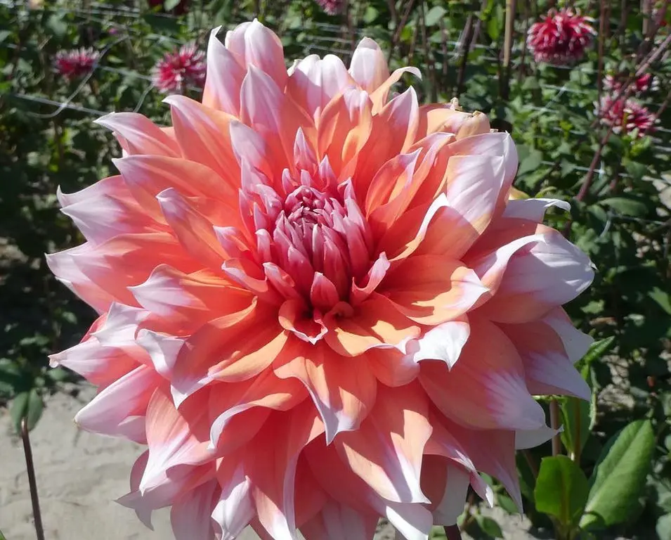 Dahlia Holland Festival Tubers - Image 2