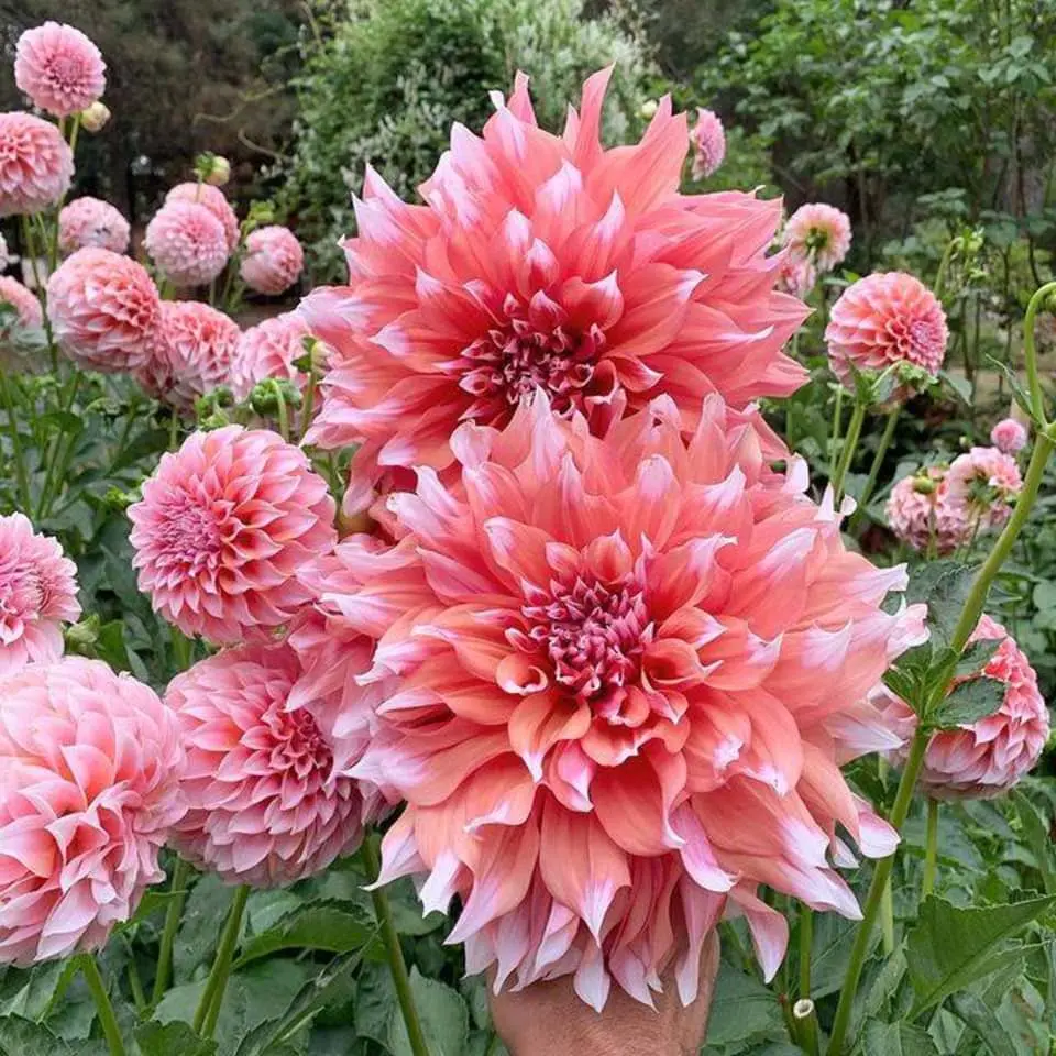 Dahlia Holland Festival Tubers