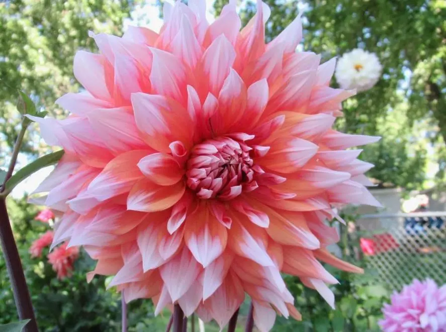 Dahlia Holland Festival Tubers