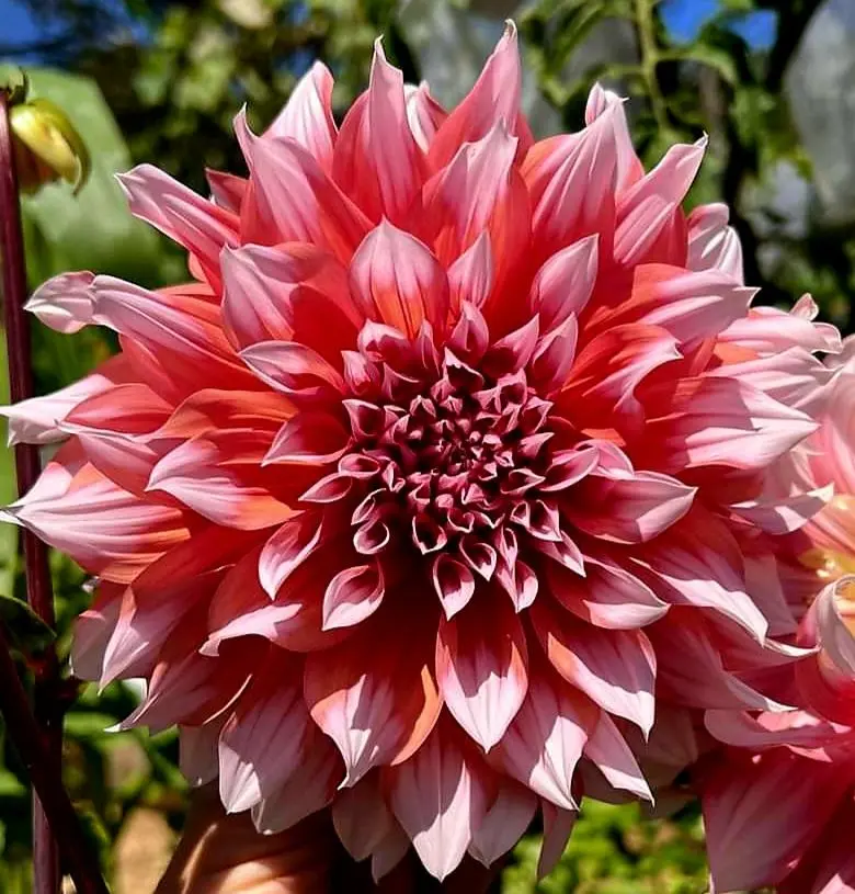 Dahlia Holland Festival Tubers