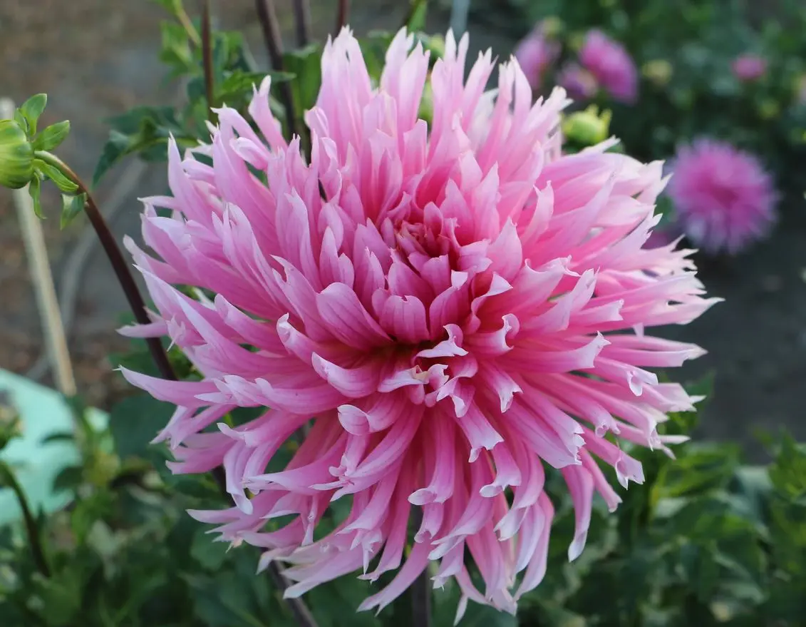 Dahlia Hollyhill Cotton Candy Tubers