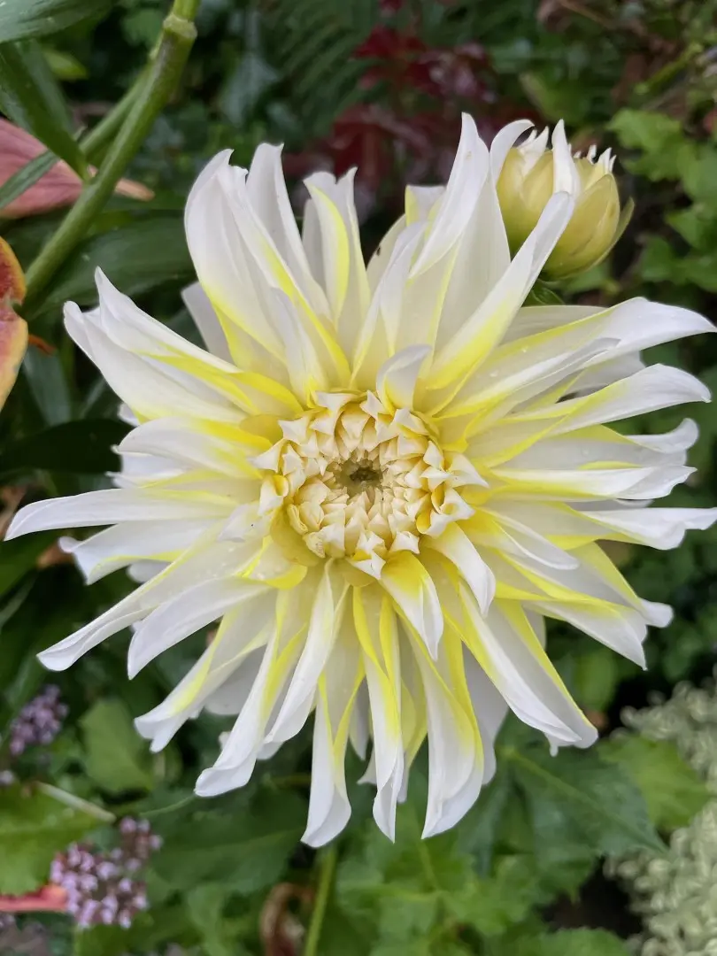 Dahlia Hollyhill Lemon Ice Tubers