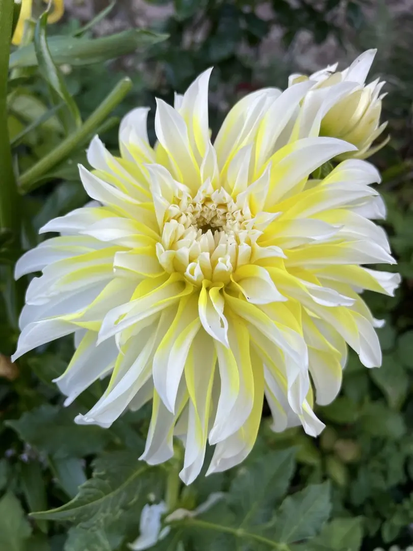 Dahlia Hollyhill Lemon Ice Tubers