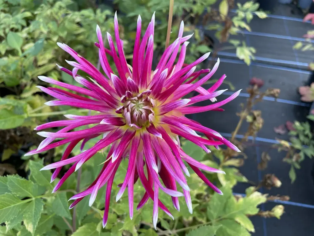 Dahlia Hollyhill Spider Woman Tubers
