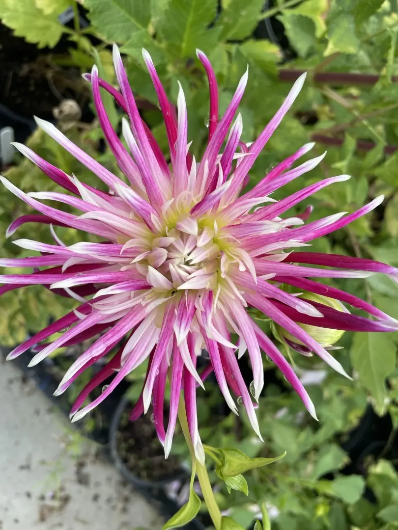 Dahlia Hollyhill Spiderwoman Tubers