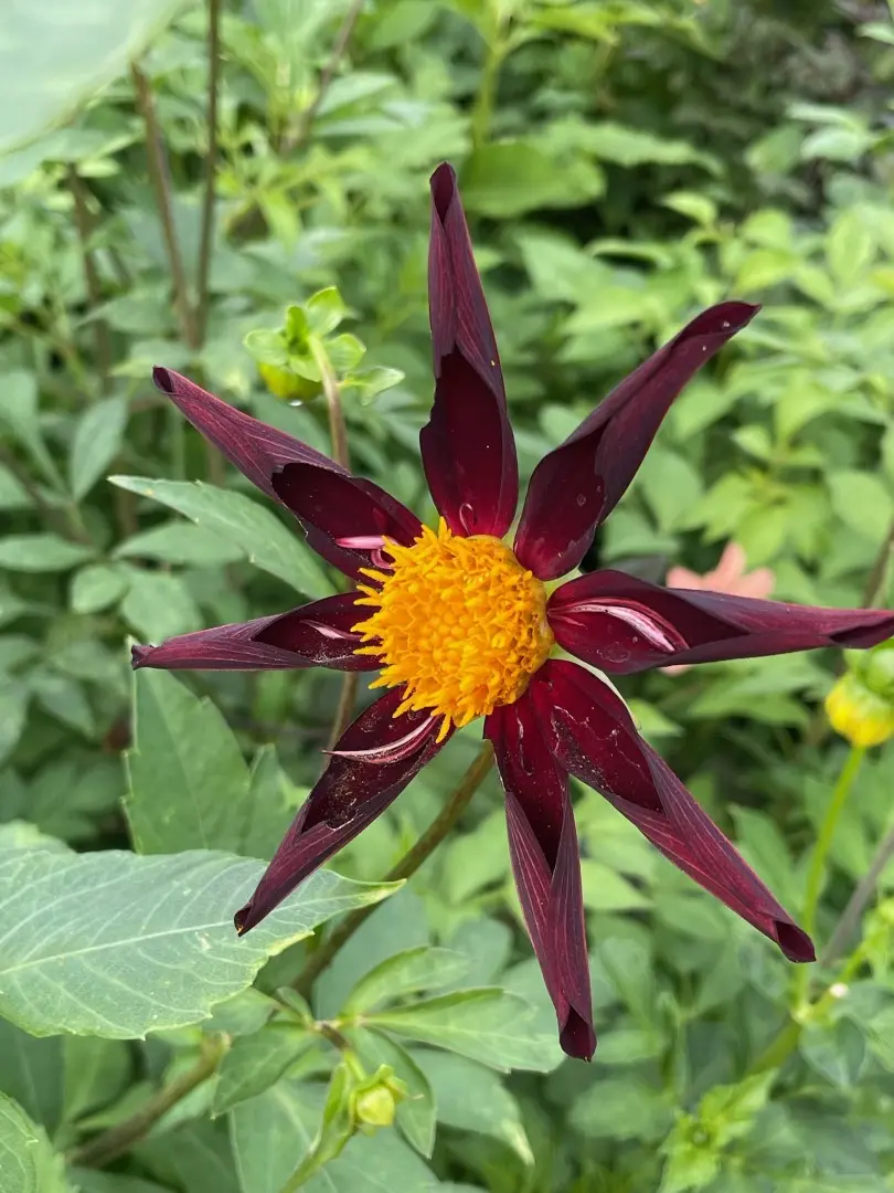 Dahlia Honka Black / Verrone's Obsidian Tubers
