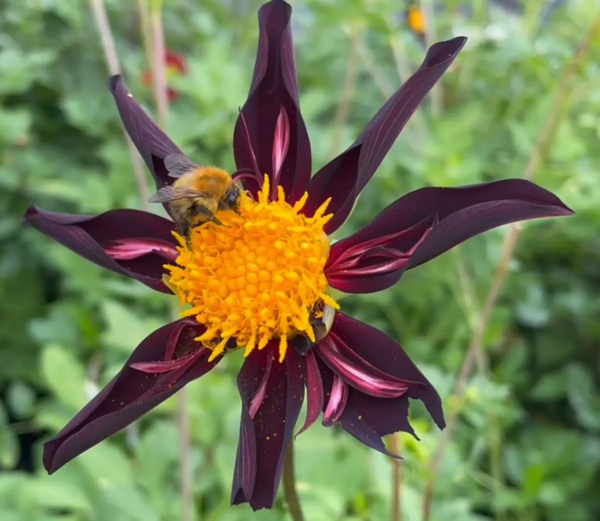 Dahlia Honka Black Verrone’s Obsidian Tubers