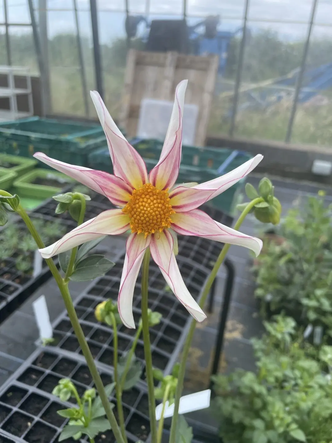 Dahlia Honka Fragile Tubers
