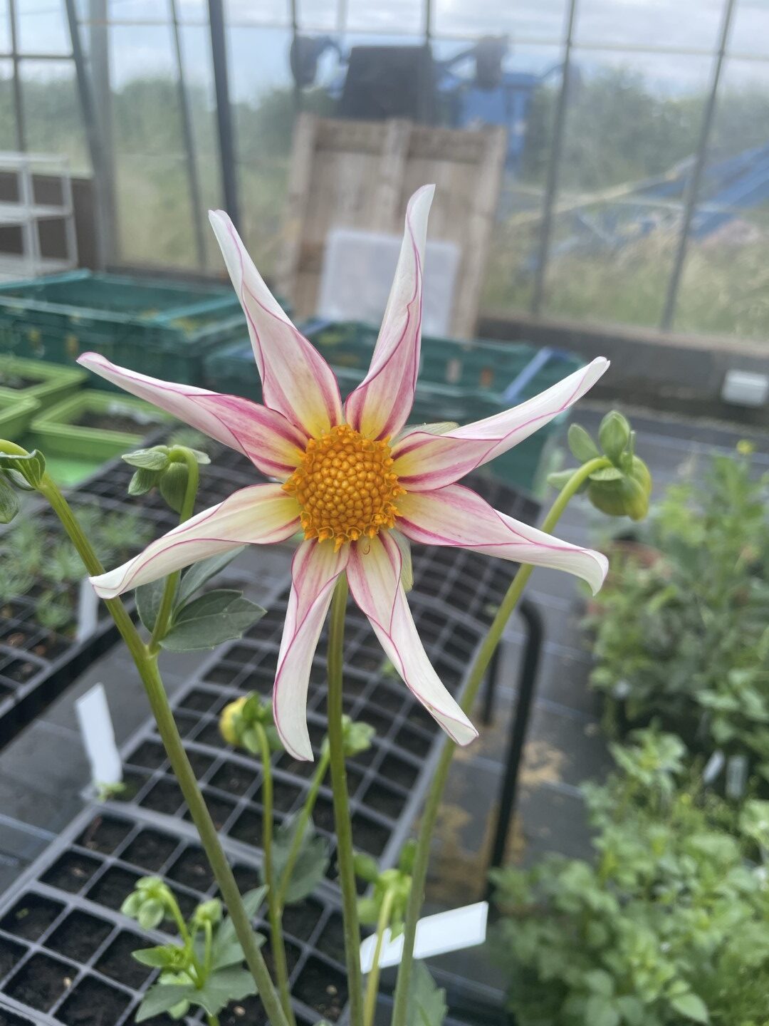 Dahlia Honka Fragile Tubers