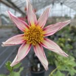 Dahlia Honka Fragile Tubers