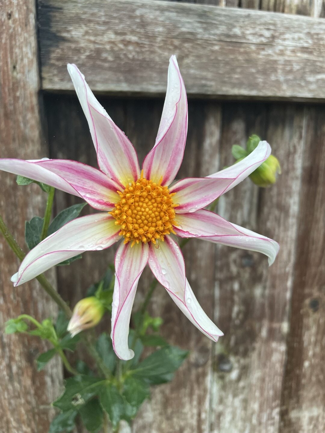 Dahlia Honka Fragile Tubers