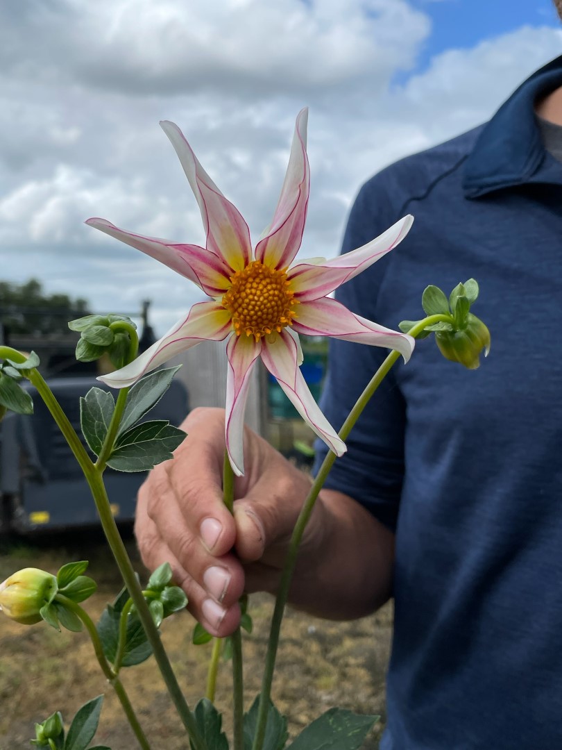 Dahlia Honka Fragile Tubers - Image 2