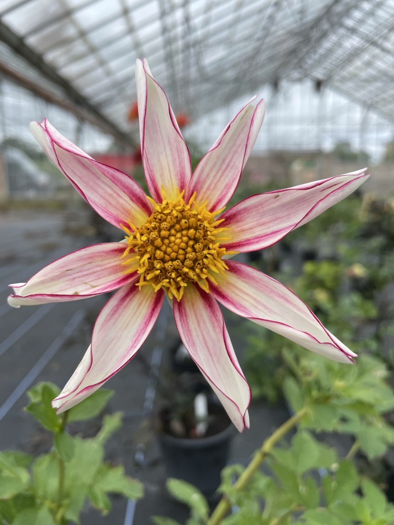 Dahlia Honka Fragile Tubers