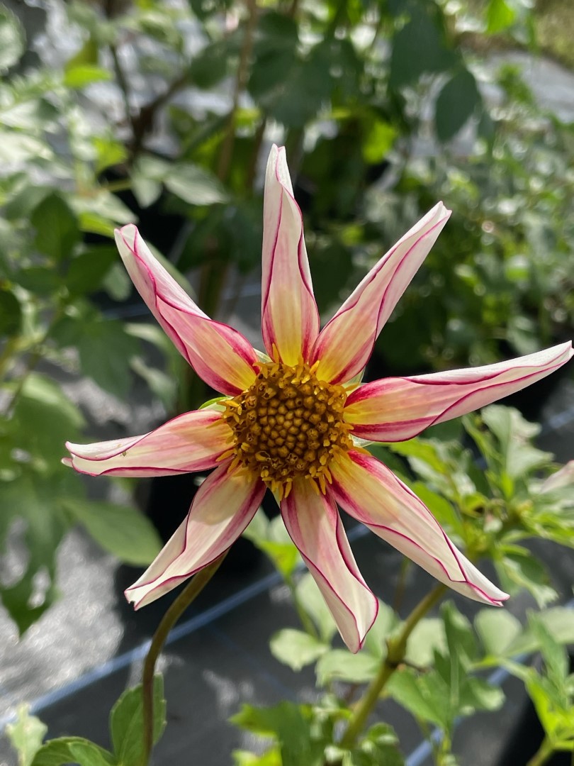 Dahlia Honka Fragile Tubers