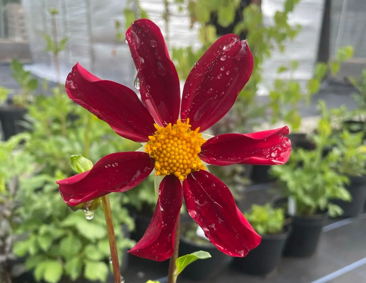 Dahlia Honka Red Tubers