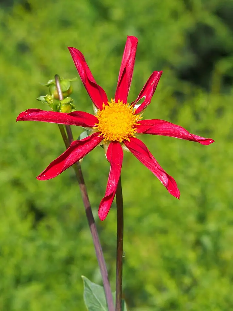 Dahlia Honka Red Tubers