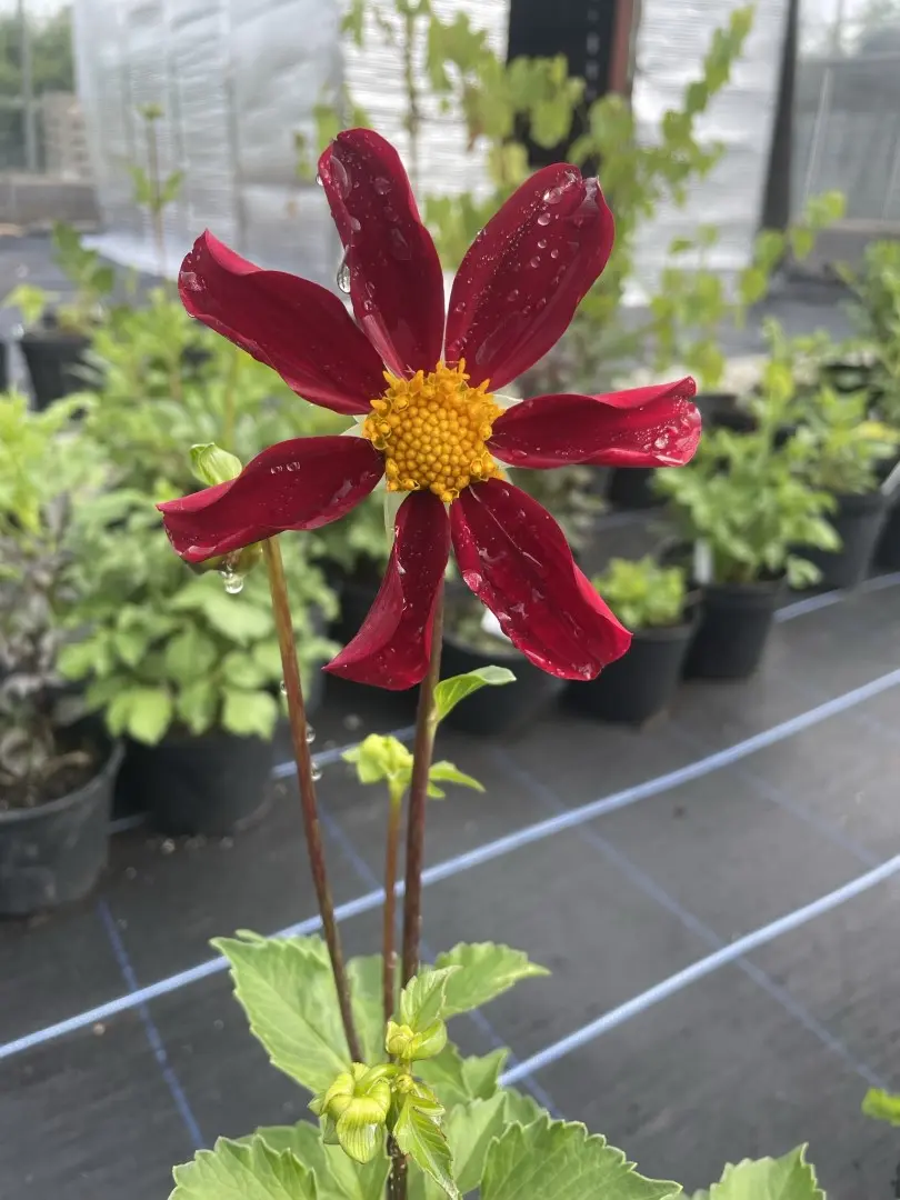 Dahlia Honka Red Tubers