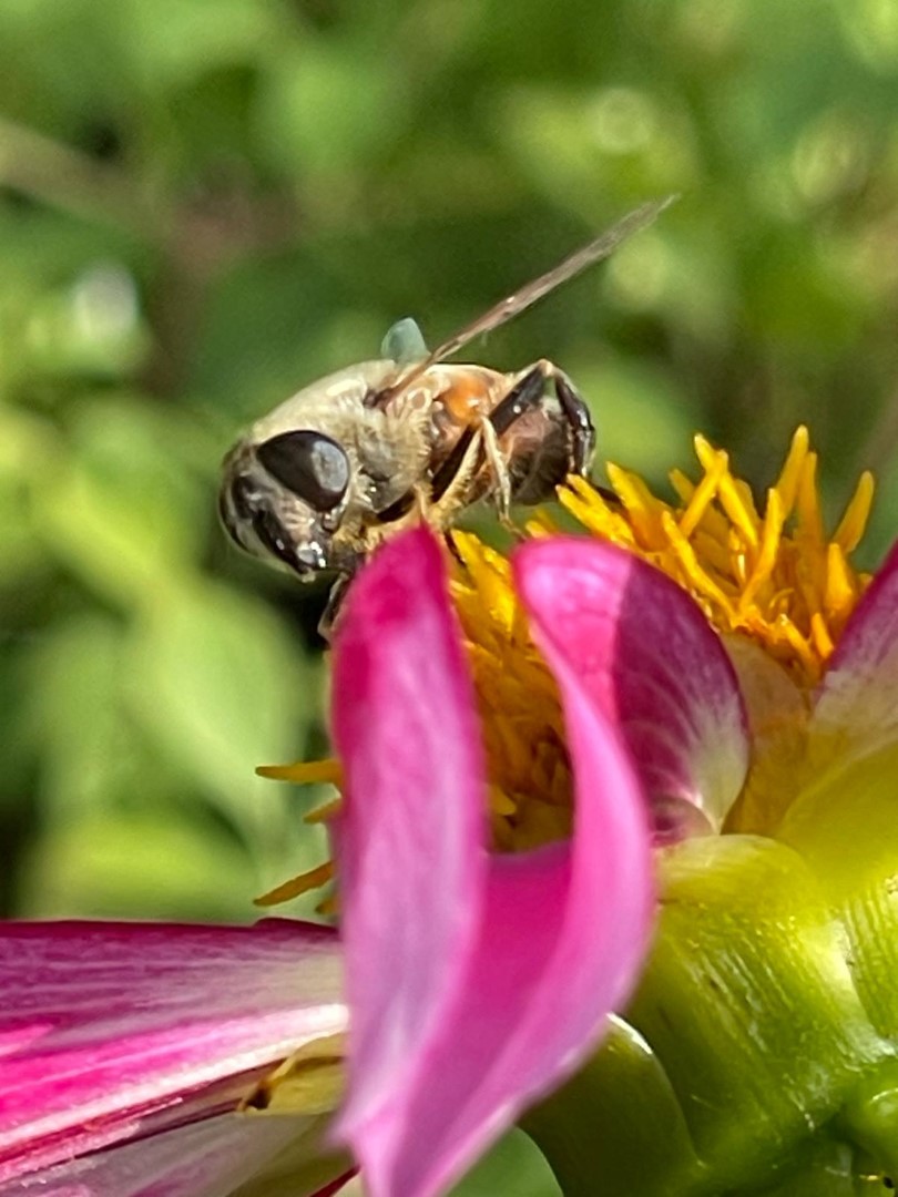 Dahlia Honka Rose Tubers