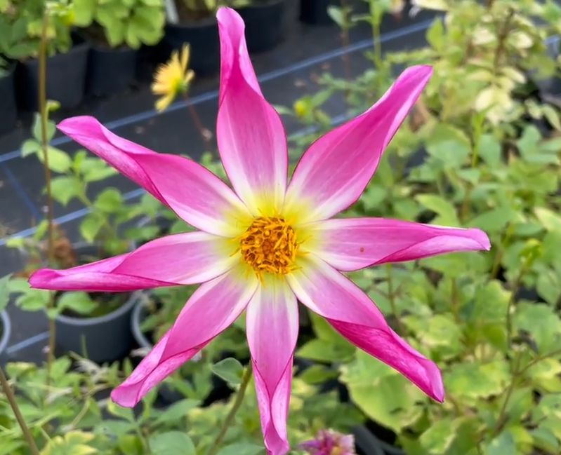 Dahlia Honka Rose / Honka Pink Tubers - Image 6