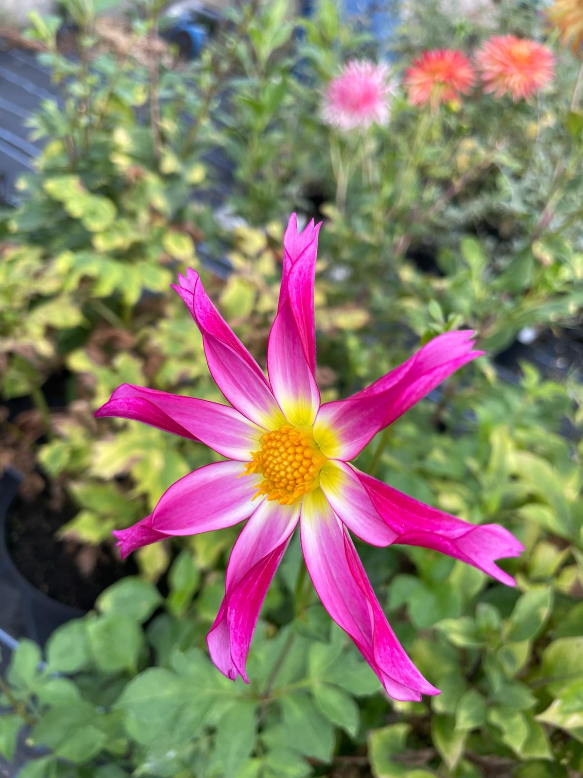 Dahlia Honka Rose Tubers