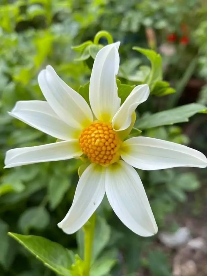 Dahlia Honka White Tubers