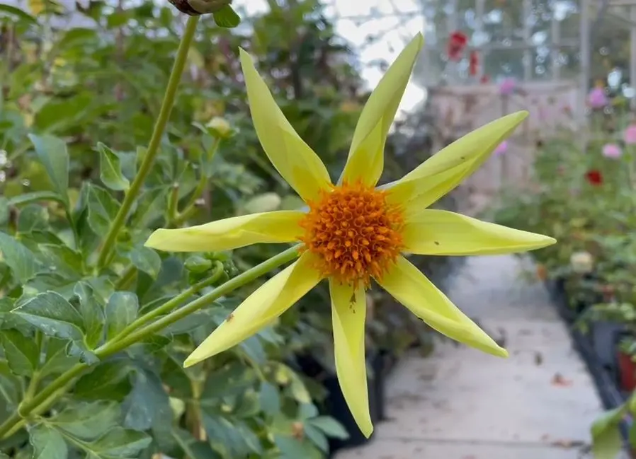 Dahlia Honka Yellow Tubers