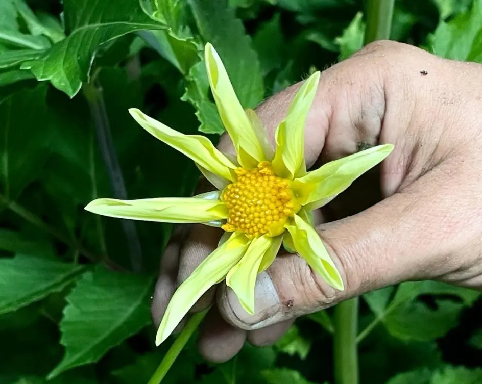 Dahlia Honka Yellow Tubers