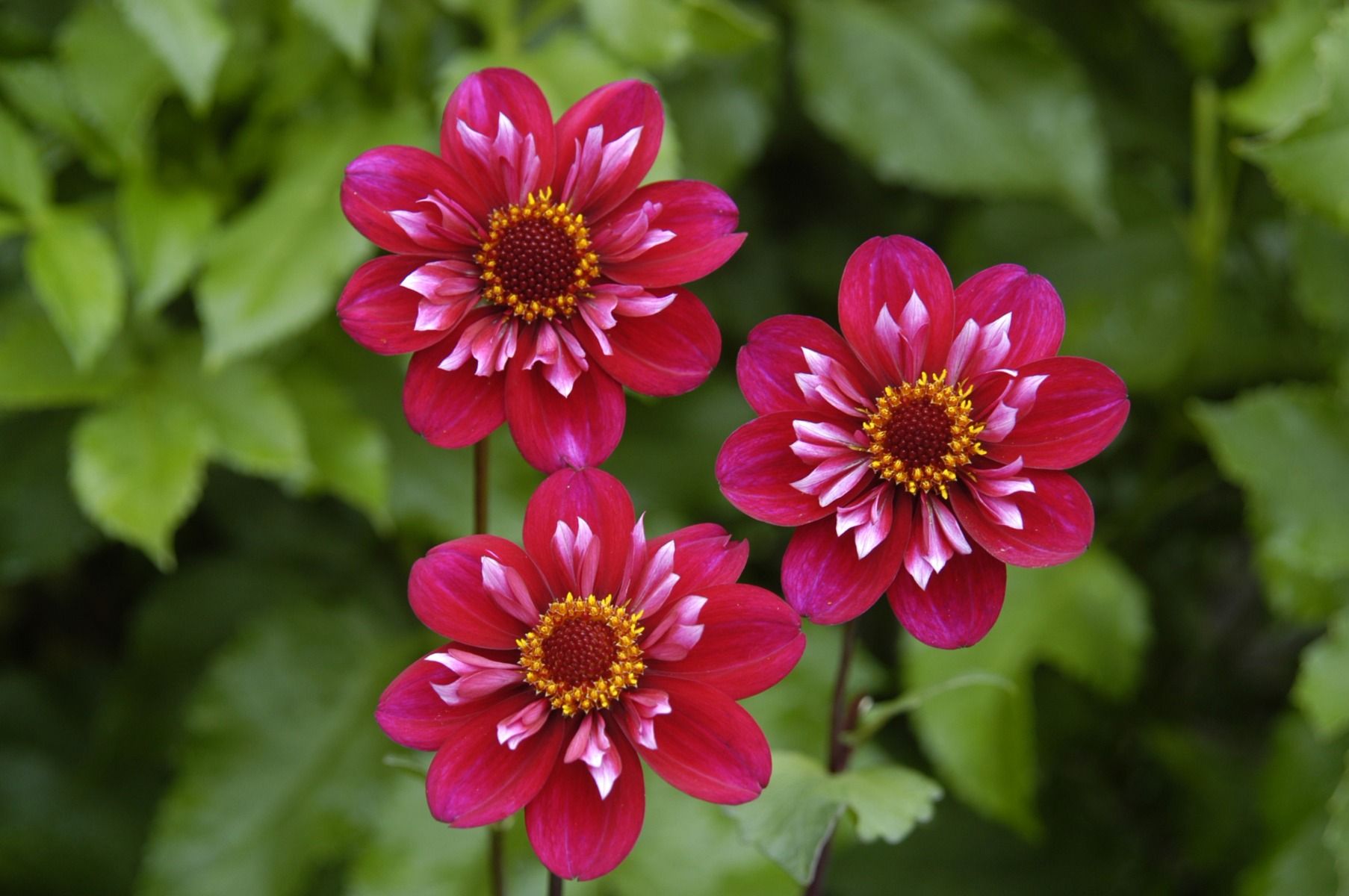 Dahlia Hootenanny - Swan Island Tubers