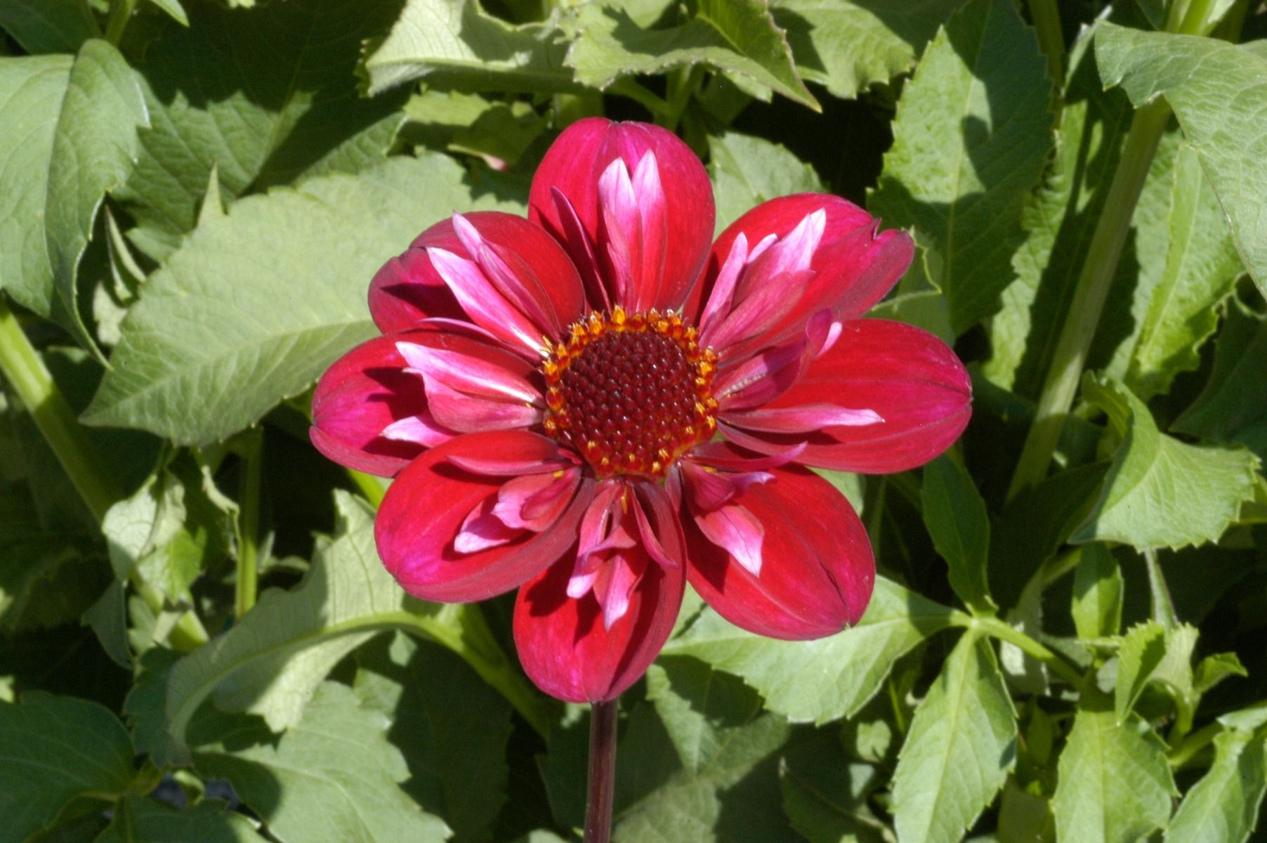 Dahlia Hootenanny – Swan Island Tubers