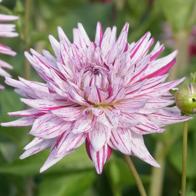 Dahlia Hy Trio Tubers