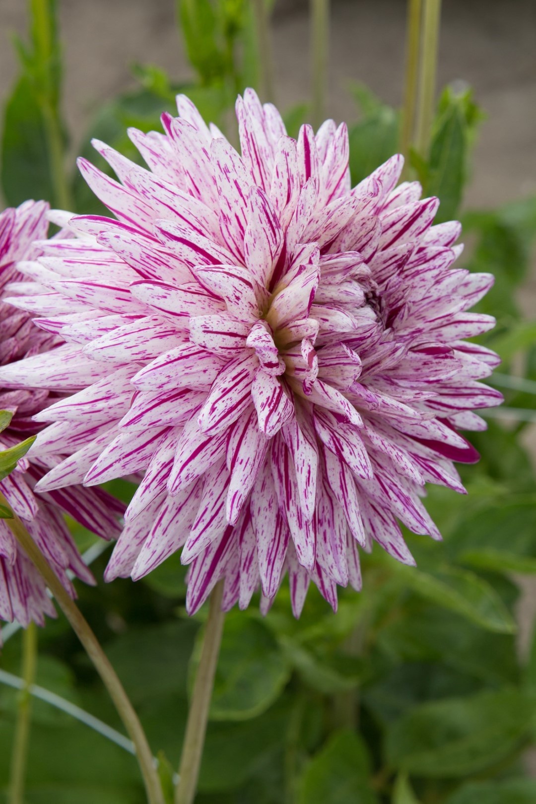 Dahlia Hy Trio Tubers