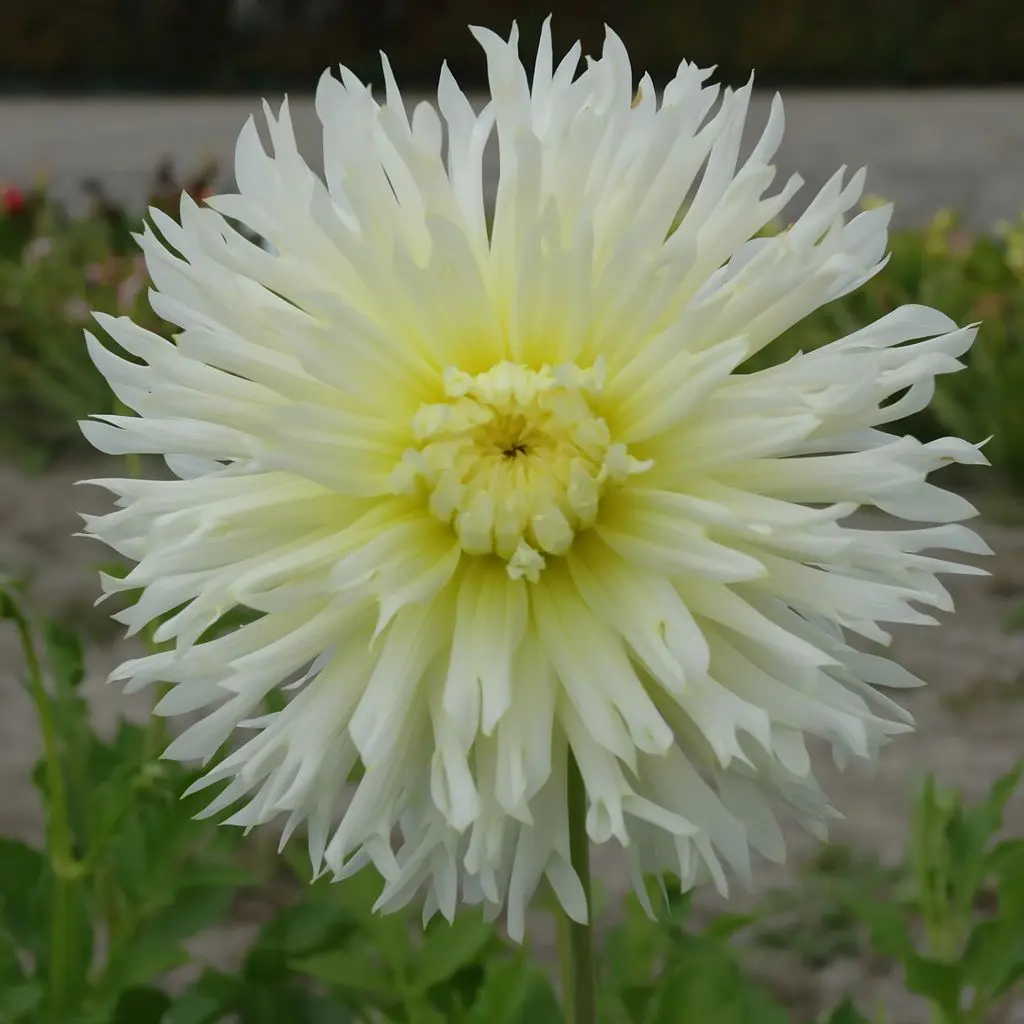 Dahlia Ice Crystal Tubers