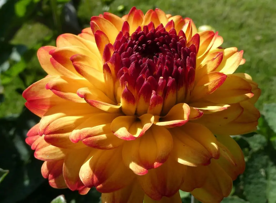 Dahlia Icoon Tubers