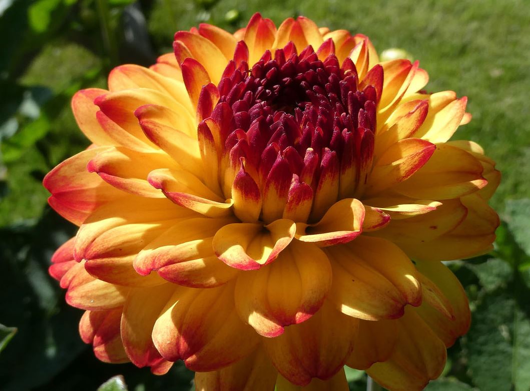 Dahlia Icoon Tubers