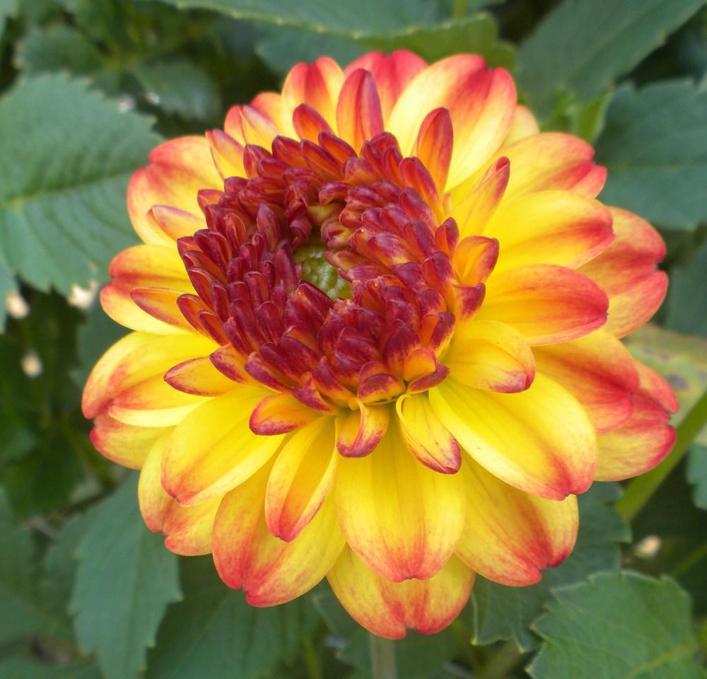 Dahlia Icoon Tubers