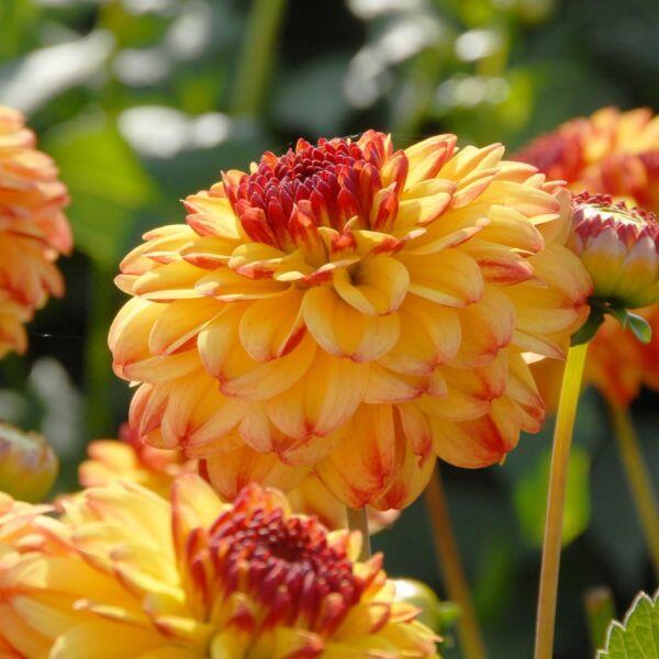 Dahlia Icoon Tubers