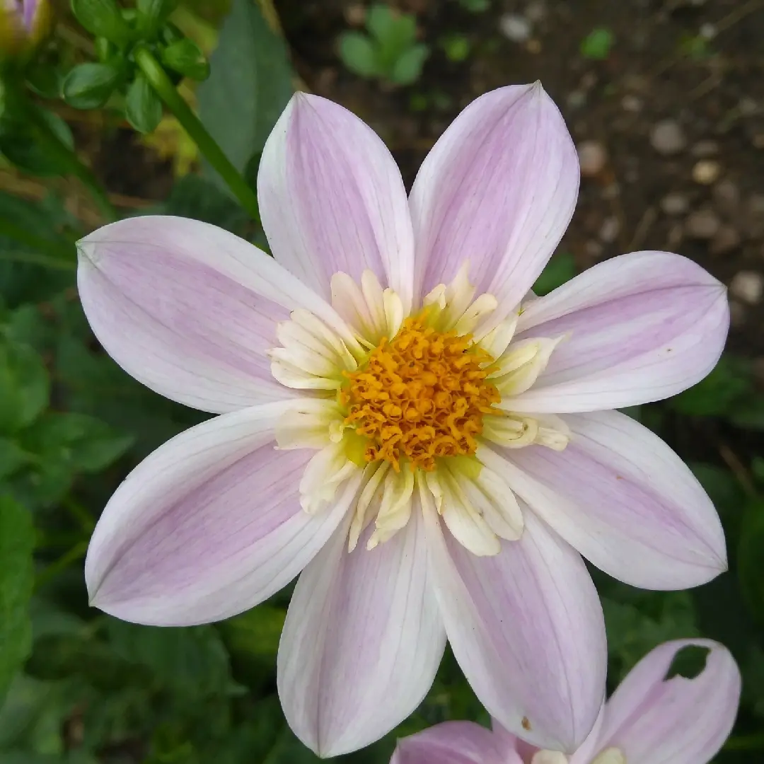 Dahlia Impression Famoso Tubers