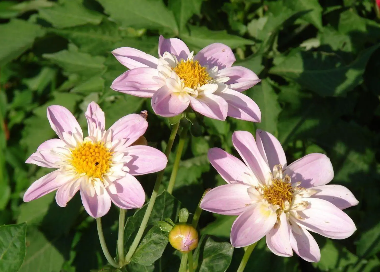 Dahlia Impression Famoso Tubers