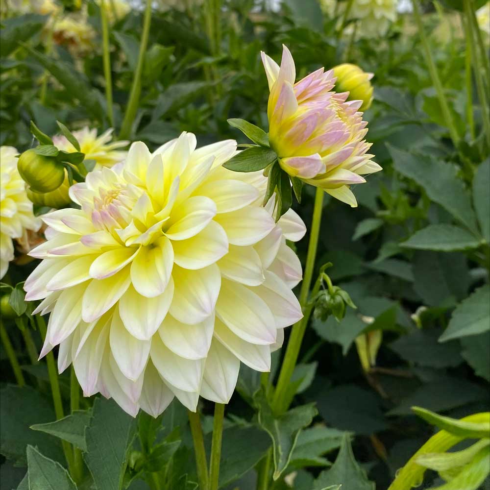 Dahlia Innocent Silence Tubers